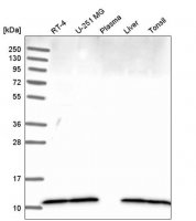 Anti-DYNLL1 antibody produced in rabbit HPA039954-100UL