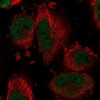 Anti-DYNLT1 antibody produced in rabbit HPA046559-100UL