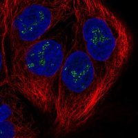 Anti-DZANK1 antibody produced in rabbit