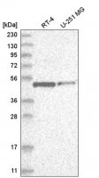 Anti-E2F1 antibody produced in rabbit 