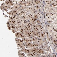 Anti-EAPP antibody produced in rabbit 