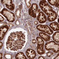 Anti-EARS2 antibody produced in rabbit