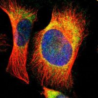 Anti-EBP antibody produced in rabbit 