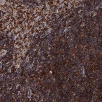 Anti-EDC4 antibody produced in rabbit HPA041164-100UL