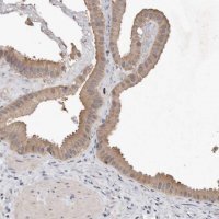 Anti-EDEM1 antibody produced in rabbit 