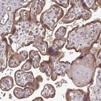 Anti-EDEM2 antibody produced in rabbit 