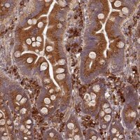 Anti-EDEM2 antibody produced in rabbit 