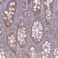Anti-EEA1 antibody produced in rabbit HPA038158-100UL