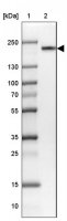 Anti-EEA1 antibody produced in rabbit HPA038158-100UL
