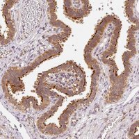 Anti-EEF1A1 antibody produced in rabbit HPA051759-100UL