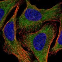 Anti-EEF1A2 antibody produced in rabbit HPA053862-100UL