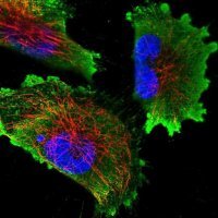 Anti-EEF1AKMT1 antibody produced in rabbit