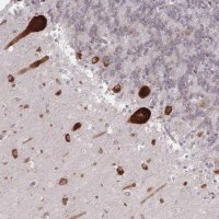 Anti-EEF1B2 antibody produced in rabbit HPA035029-100UL