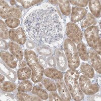 Anti-EEFSEC antibody produced in rabbit 