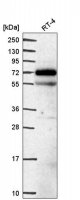 Anti-EEPD1 antibody produced in rabbit 