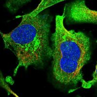 Anti-EFCAB2 antibody produced in rabbit