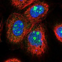 Anti-EFCAB7 antibody produced in rabbit
