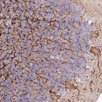 Anti-EFHC2 antibody produced in rabbit