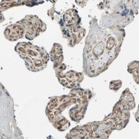 Anti-EFNB2 antibody produced in rabbit