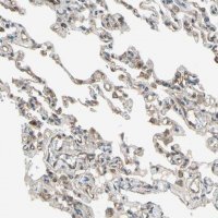 Anti-EFNB2 antibody produced in rabbit