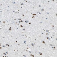 Anti-EFNB3 antibody produced in rabbit 