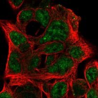 Anti-EFNB3 antibody produced in rabbit 