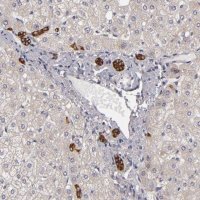 Anti-EFS antibody produced in rabbit 