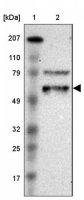 Anti-EFS antibody produced in rabbit 