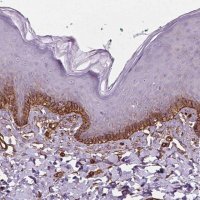 Anti-EGFL8 antibody produced in rabbit 