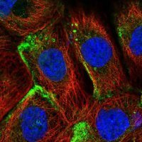Anti-EHD2 antibody produced in rabbit