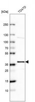 Anti-EHF antibody produced in rabbit 