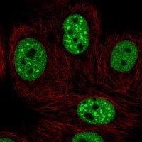 Anti-EHMT2 antibody produced in rabbit