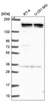 Anti-EHMT2 antibody produced in rabbit