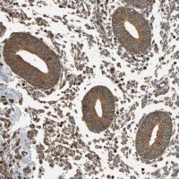 Anti-EIF1AX antibody produced in rabbit 