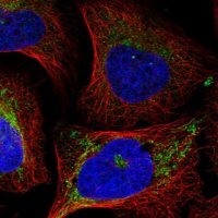 Anti-EIF2A antibody produced in rabbit 