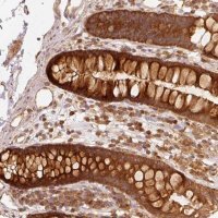 Anti-EIF3B antibody produced in rabbit 