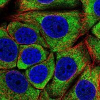 Anti-EIF3C antibody produced in rabbit HPA049495-100UL