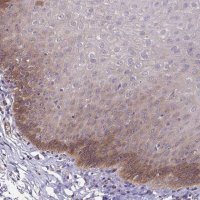 Anti-EIF3D antibody produced in rabbit HPA063330-100UL