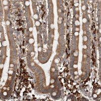 Anti-EIF3H antibody produced in rabbit 