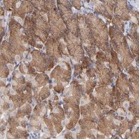 ANTI-EIF3L antibody produced in rabbit 