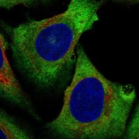Anti-EIF4A2 antibody produced in rabbit 