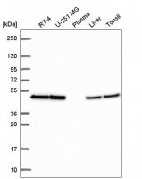 Anti-EIF4A2 antibody produced in rabbit 