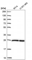 Anti-EIF4E antibody produced in rabbit 