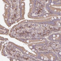 Anti-EIF4EBP2 antibody produced in rabbit 