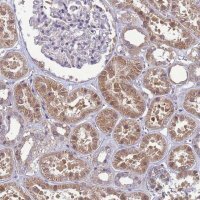 Anti-EIF4EBP3 antibody produced in rabbit 