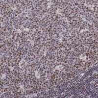 Anti-ELF1 antibody produced in rabbit