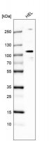 Anti-ELF1 antibody produced in rabbit