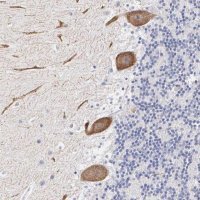 ANTI-ELFN2 antibody produced in rabbit