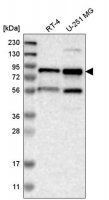 Anti-ELL2 antibody produced in rabbit