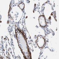 Anti-ELN antibody produced in rabbit